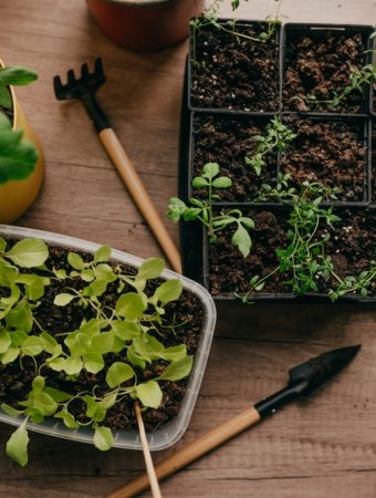 Indoor Herb Gardens Worth It During the Cold Months