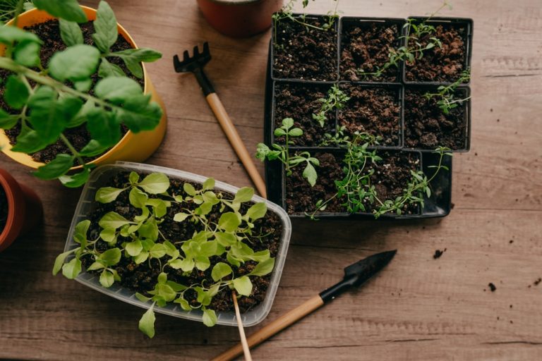 Indoor Herb Gardens Worth It During the Cold Months