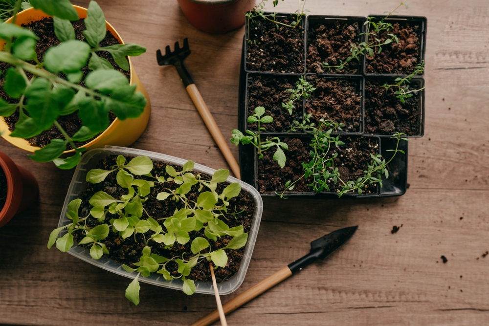 Indoor Herb Gardens Worth It During the Cold Months