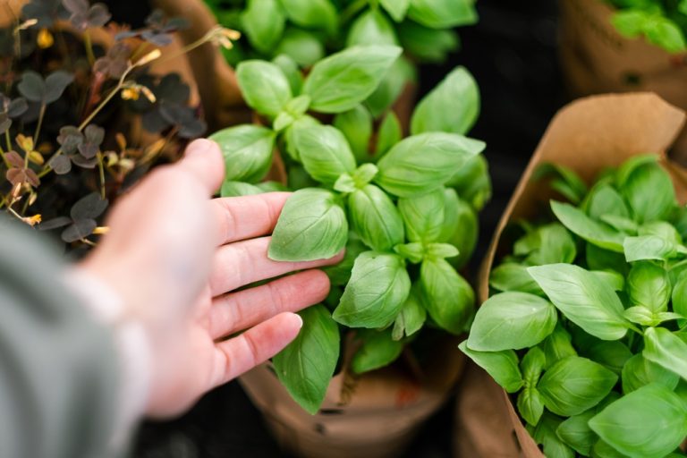 7 Cold-Weather Herbs That Taste Better Than Store-Bought