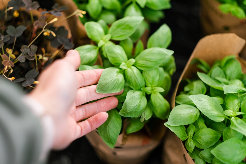 7 Cold-Weather Herbs That Taste Better Than Store-Bought