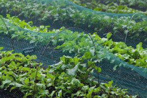 Here Are 9 Ways to Use Garden Wire & Netting to Protect Plants from Ice Damage