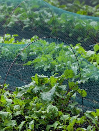 Here Are 9 Ways to Use Garden Wire & Netting to Protect Plants from Ice Damage