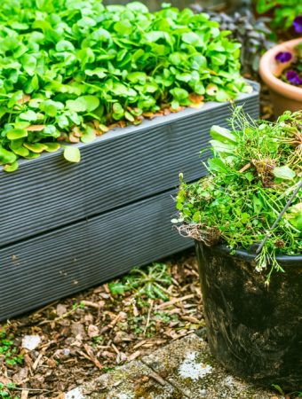 Here Are The 5 Most Aggressive Weeds During Winter