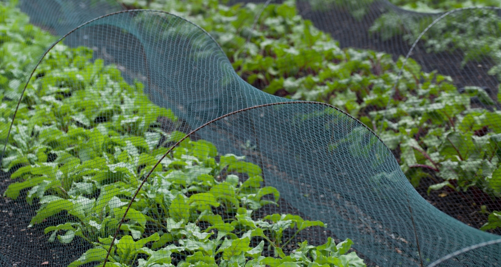 Here Are 9 Ways to Use Garden Wire & Netting to Protect Plants from Ice Damage