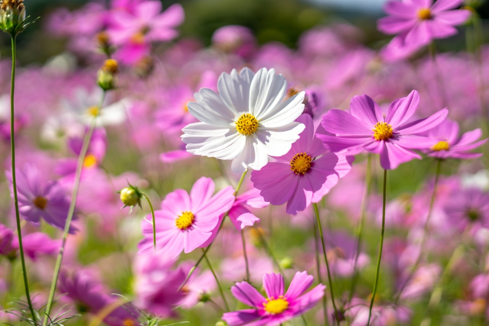 Here Are 8 Flowers That Grow Well From Cheap Seed Packs