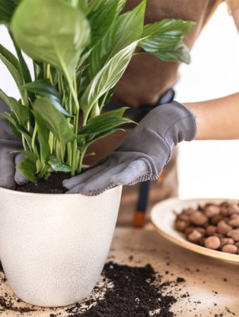 10 Houseplants That Clean the Air Better Than Purifiers
