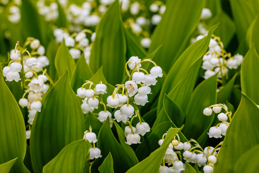 Do You Know Which Plants Are Secretly Poisonous in Your Backyard?