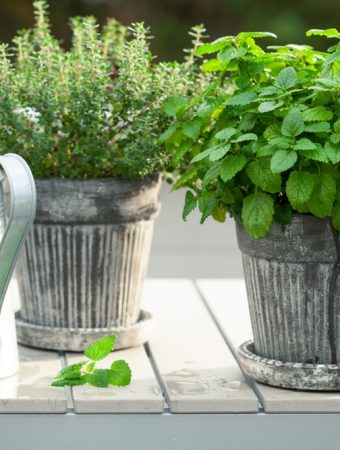 There Are Many Containers You Can Use To Grow Winter Annuals