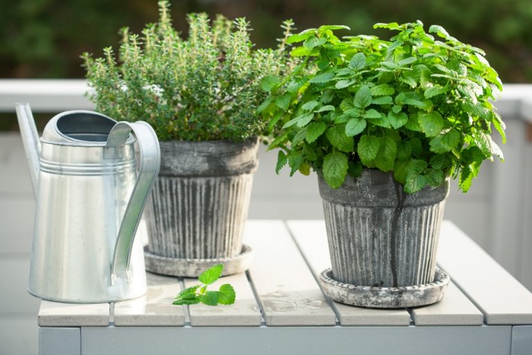 There Are Many Containers You Can Use To Grow Winter Annuals