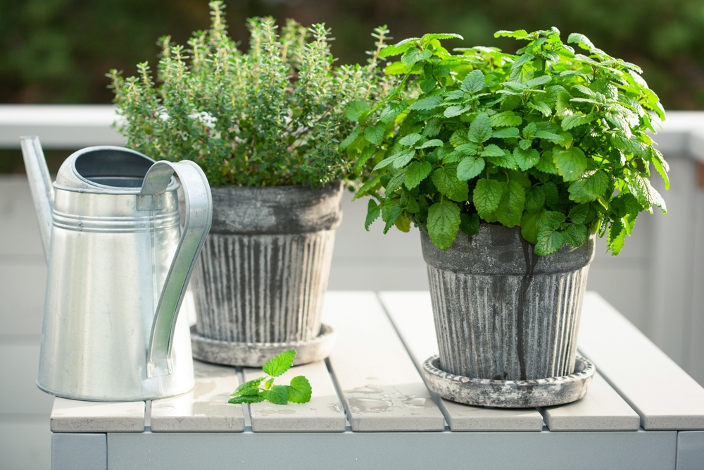 There Are Many Containers You Can Use To Grow Winter Annuals