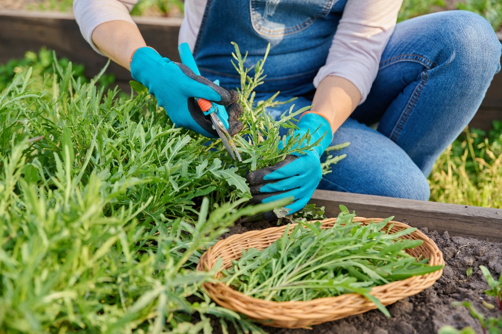 Certain Late-Season Seedlings Work in Cold Frames