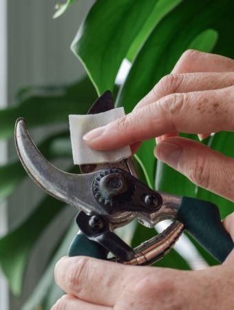 There Are December Gardening Tasks That Most Homegrowers Forget