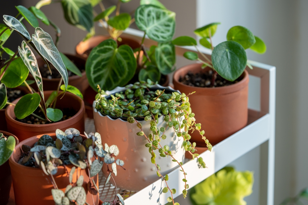 Why Indoor Gardening Is Trending in Cold-Climate Homes