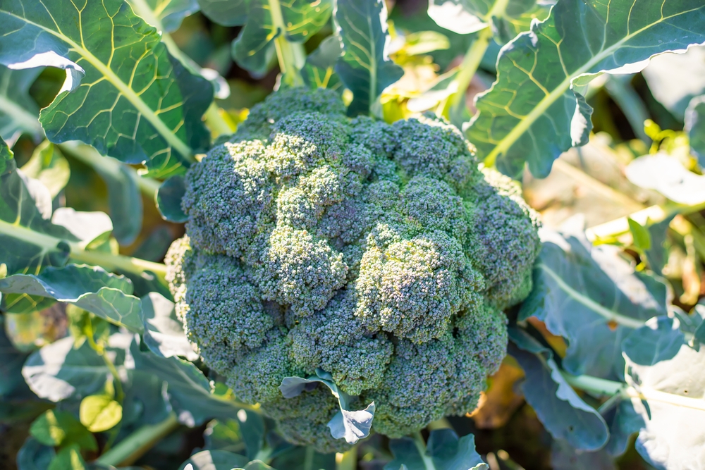 There Are 7 Vegetables That Are Cheaper to Start From Seed in January