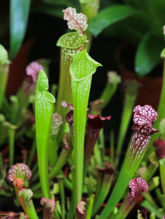 Here Are 12 Unusual Plants You Won’t Believe Can Survive in the Average Backyard