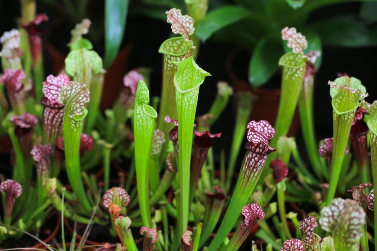 Here Are 12 Unusual Plants You Won’t Believe Can Survive in the Average Backyard