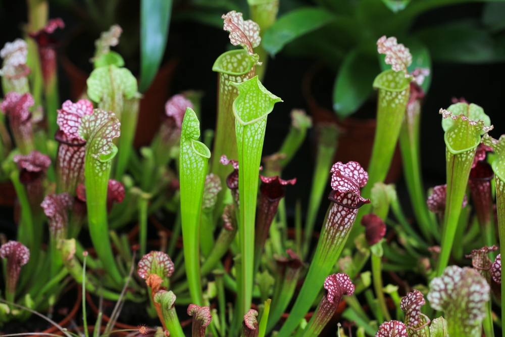 Here Are 12 Unusual Plants You Won’t Believe Can Survive in the Average Backyard