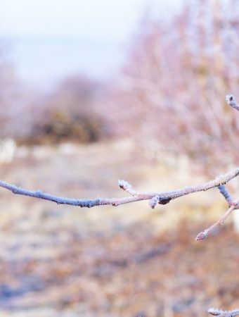 What Gardeners Should Do Before the Frost to Avoid Disaster