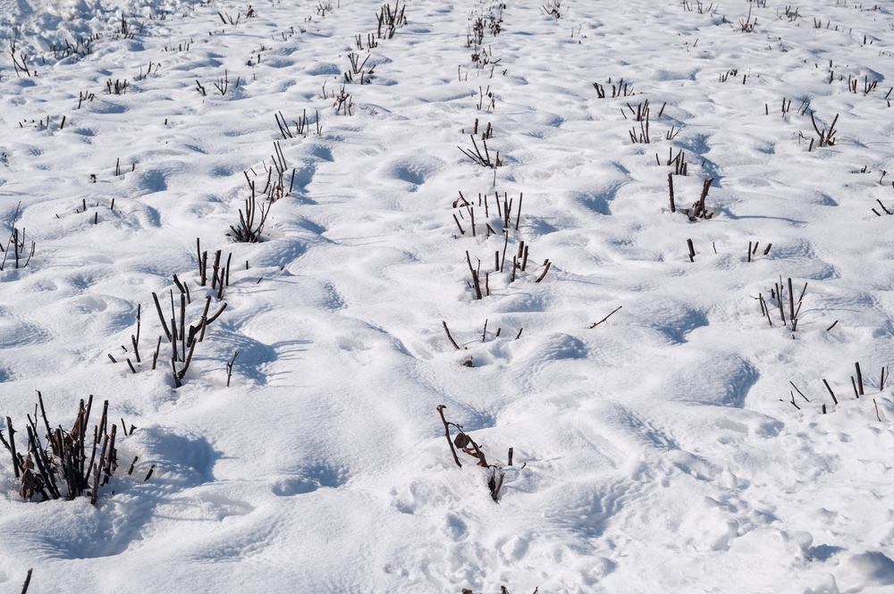 There Are Many Garden Bags & Covers That Outperform Tarps in Freezing Temps