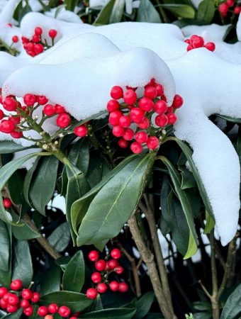 There Are Certain Winter Plants That Actually Thrive in Freezing Temperatures