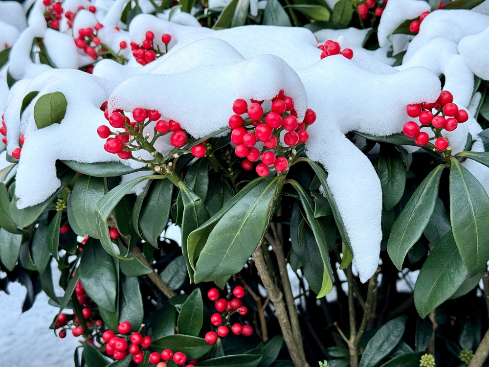 There Are Certain Winter Plants That Actually Thrive in Freezing Temperatures