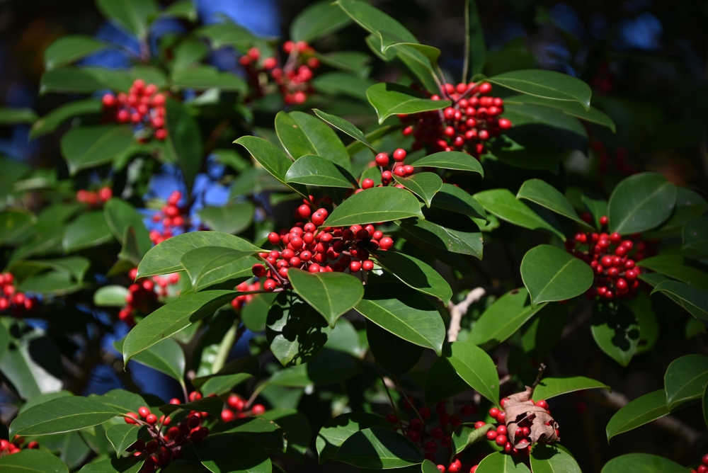 Here Are 6 Winter Garden Colour Schemes That Replace Summer Blooms