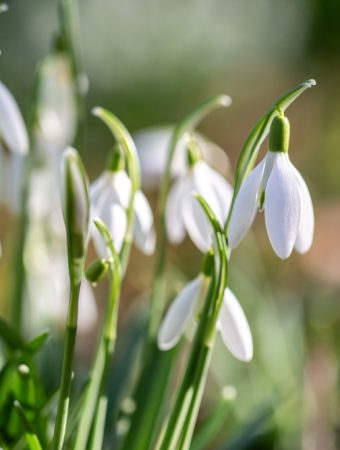 Here Are 14 Blooming Perennials That Return Stronger Every January