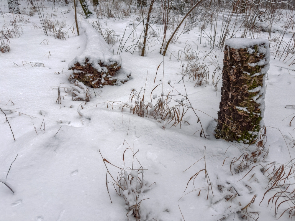 There Is A Secret to Maintaining Soil Health Under Snow