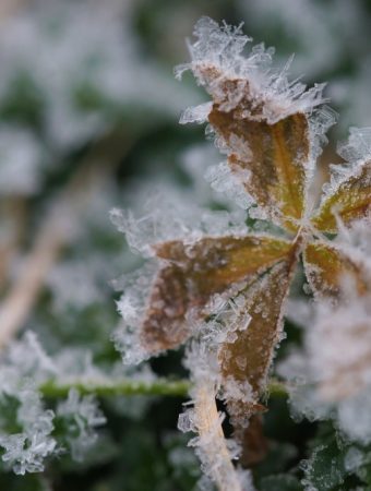 Some Cold-Frame Upgrades Extend Your Growing Season