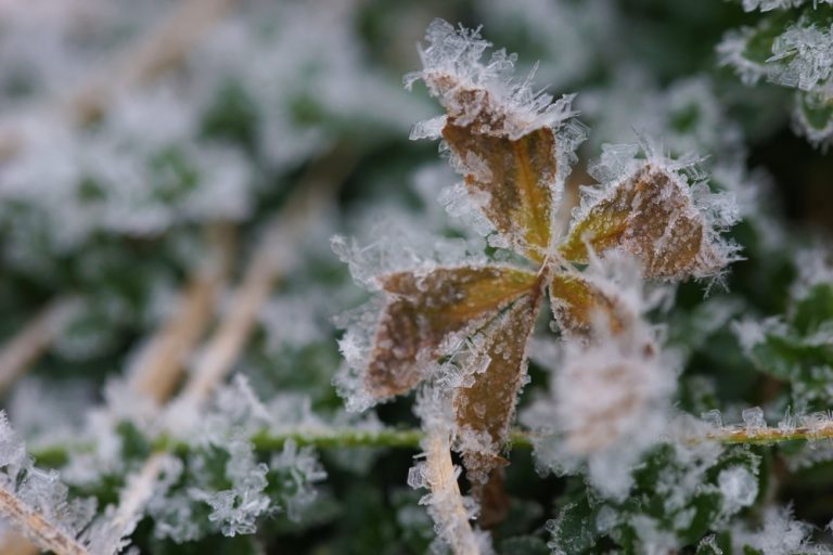 Some Cold-Frame Upgrades Extend Your Growing Season