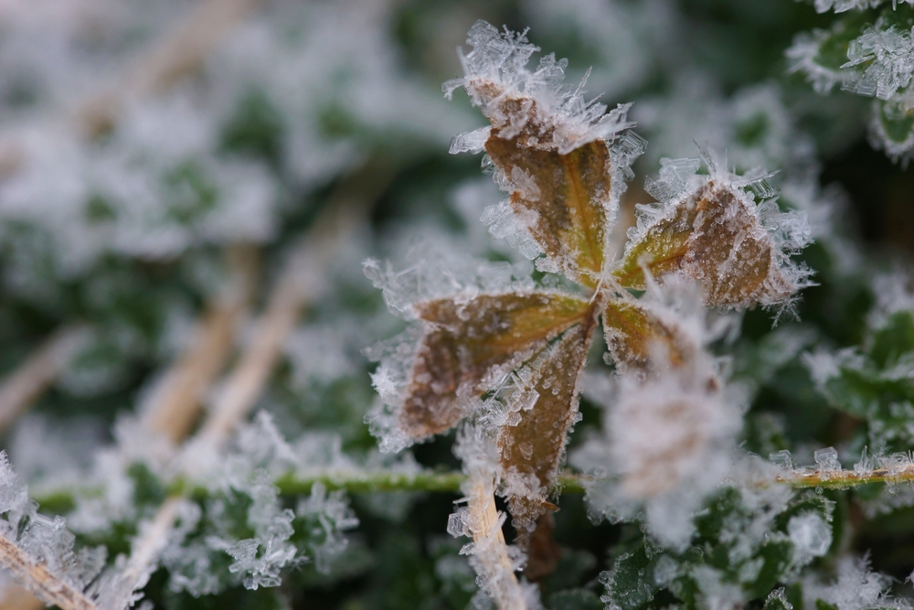 Some Cold-Frame Upgrades Extend Your Growing Season