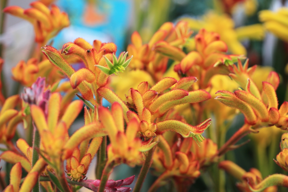 Here Are 12 Unusual Plants You Won’t Believe Can Survive in the Average Backyard