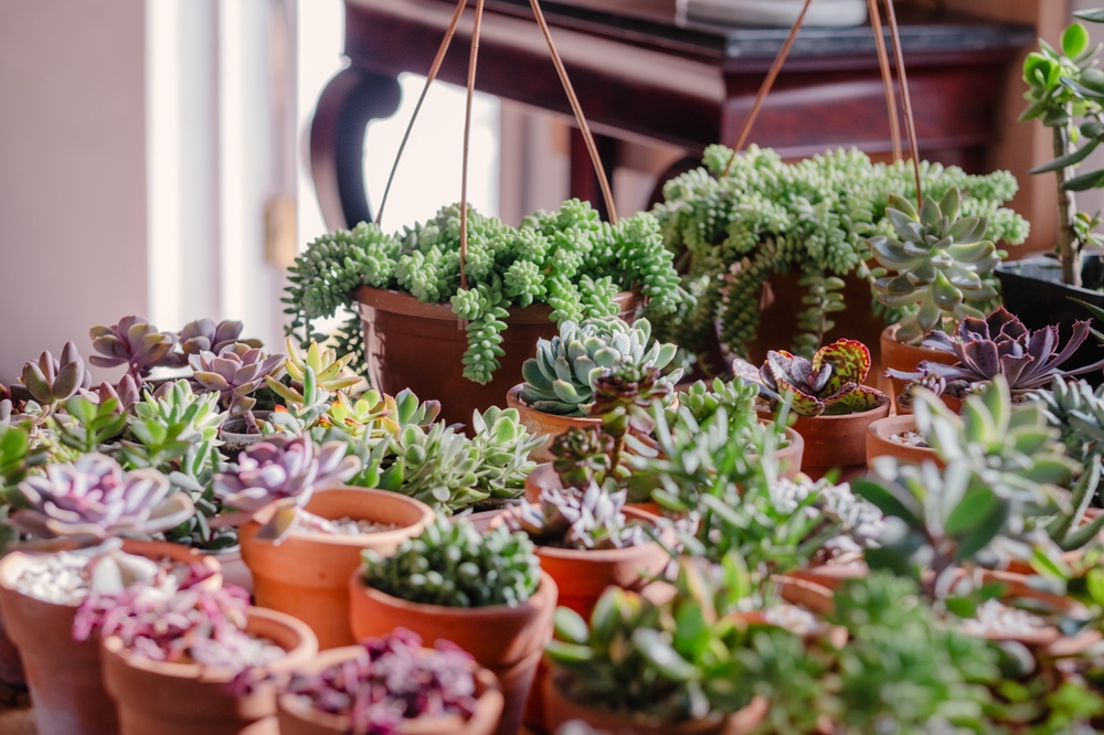 Why Indoor Gardening Is Trending in Cold-Climate Homes