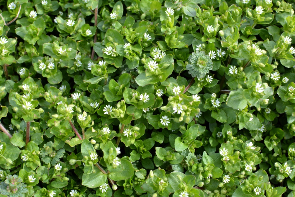 Here Are 5 Weeds That Look Harmless but Can Ruin an Entire Garden Bed