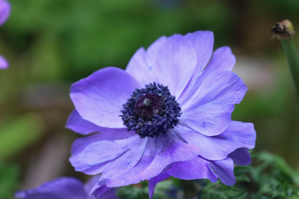 Here Are 8 Exotic Flowers Gardeners Are Secretly Trading Right Now