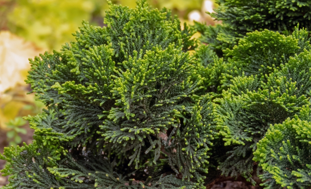 Here Are 11 Evergreen Tree Choices for Small Urban Winter Gardens