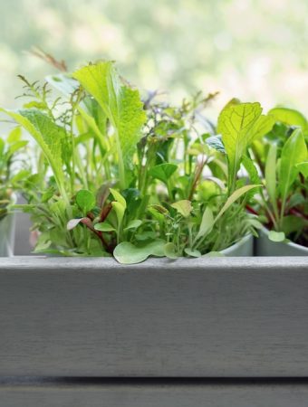 7 Container Gardens You Can Move Indoors for Winter Success