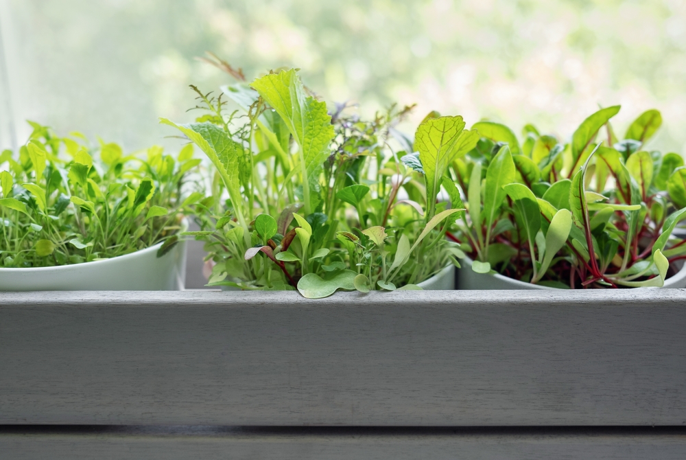 7 Container Gardens You Can Move Indoors for Winter Success