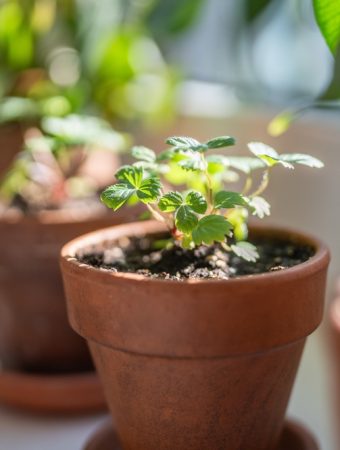 Here Are The Ways to Grow Microgreens Indoors While the Ground is Frozen