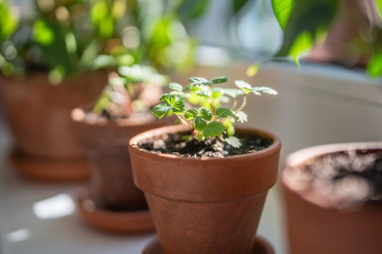 Here Are The Ways to Grow Microgreens Indoors While the Ground is Frozen