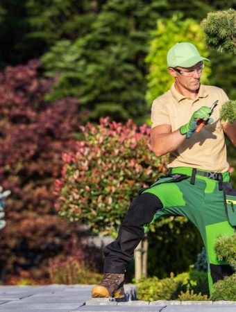 Here Are 11 Evergreen Tree Choices for Small Urban Winter Gardens