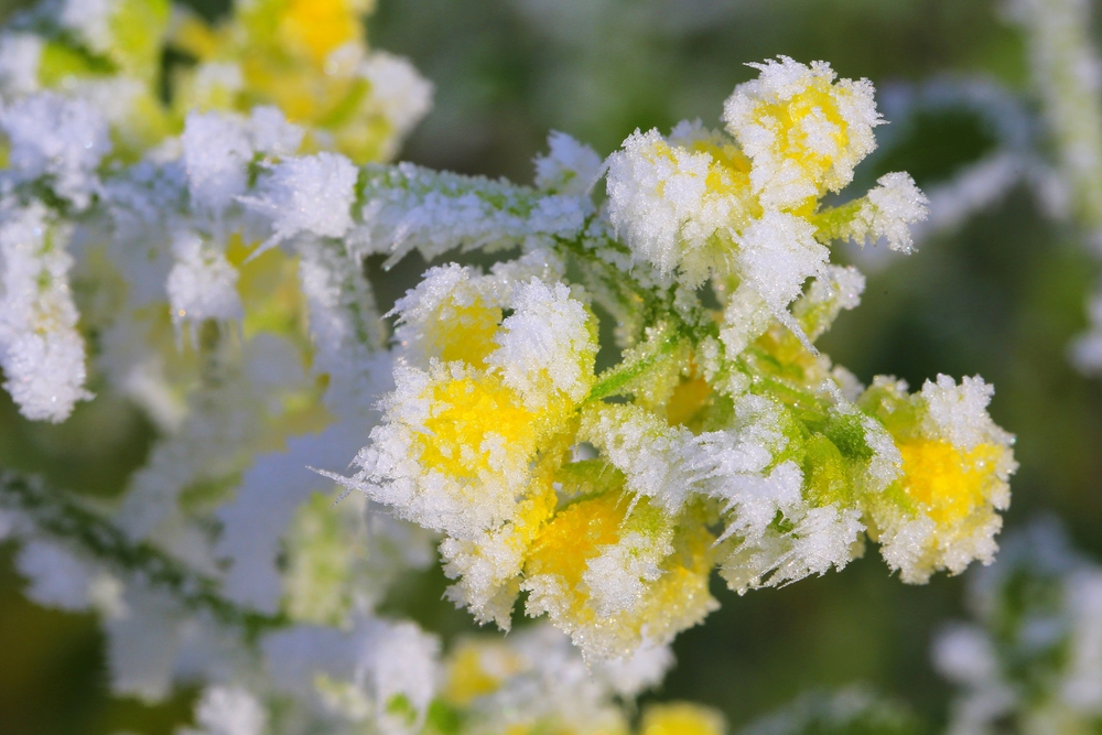 9 Ways to Use Garden Lights & Reflective Surfaces to Make Winter Plants Pop