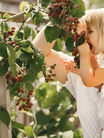 There Are Many Ways To Use Evergreens, Berries & Bark For Winter Garden Interest