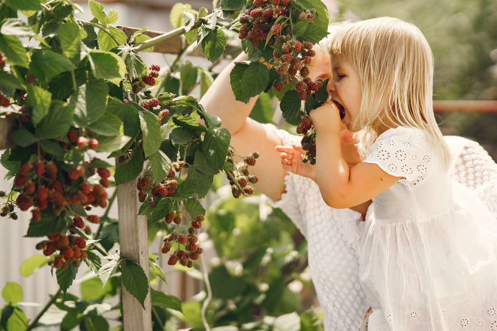 There Are Many Ways To Use Evergreens, Berries & Bark For Winter Garden Interest