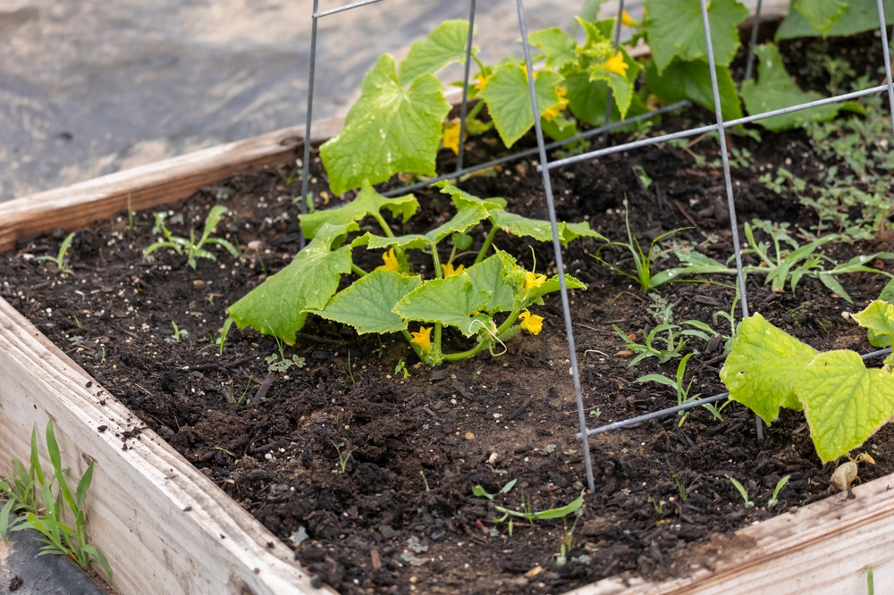 Here Are 5 DIY Raised Beds That Keep Working Under Frost