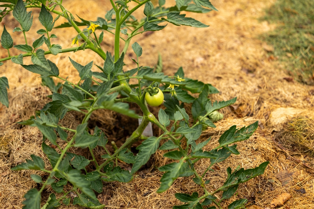 There ARe Types Of Mulch That Best Protect Roots From Winter Freeze