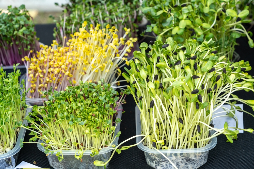 How To Grow Microgreens in a Spare Room This December