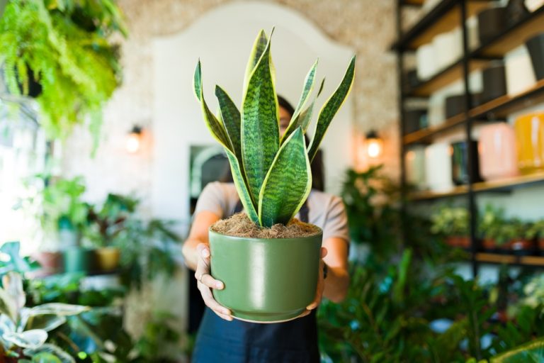 This Low-Light Plant Might Be the Easiest Thing You Ever Growd