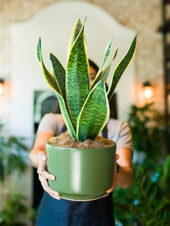 Some Of Your Houseplants Need a “Vacation” From Fertilizer Right Now